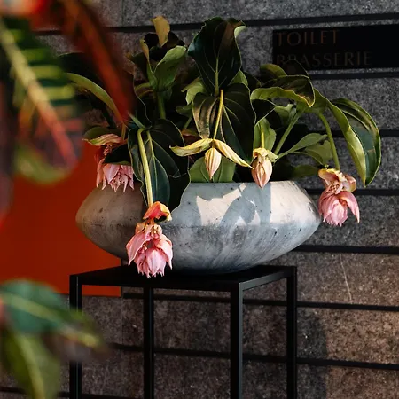 Cosmopolite Nieuwpoort-bad ניופורט